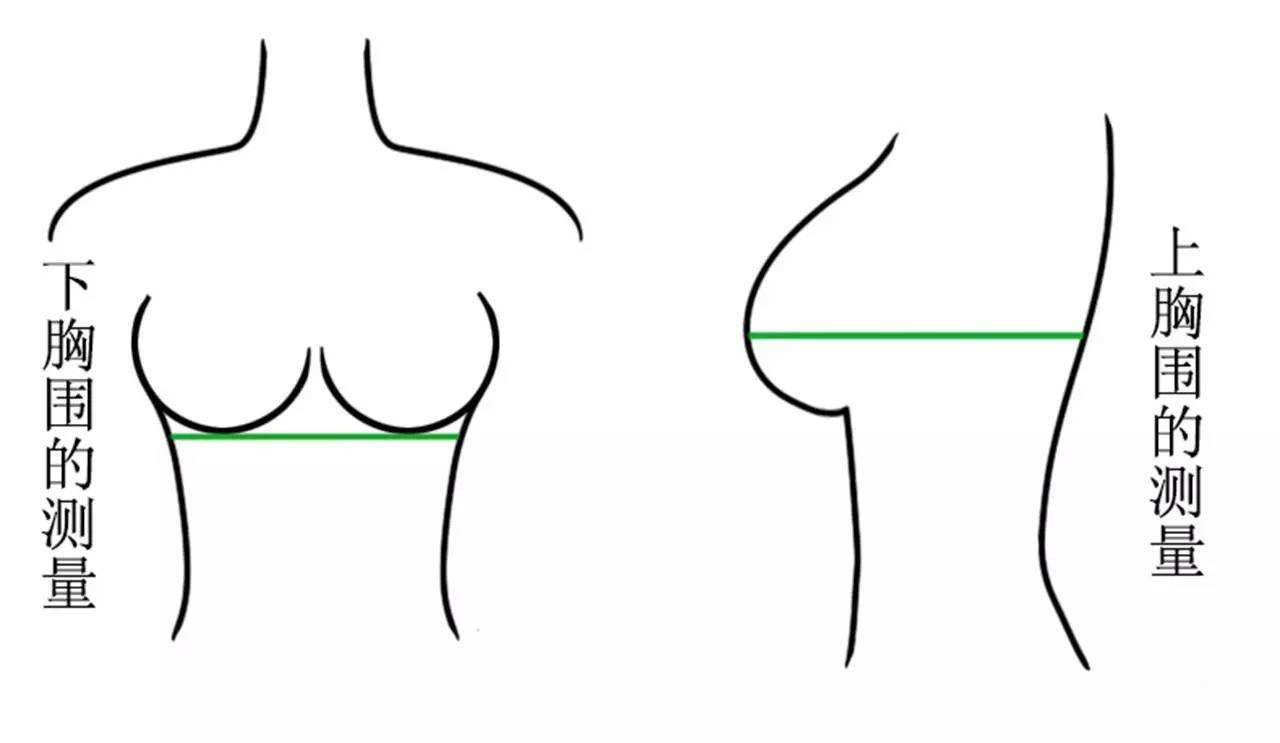 怎么样测量胸围？一起来看看正确的测量方法！